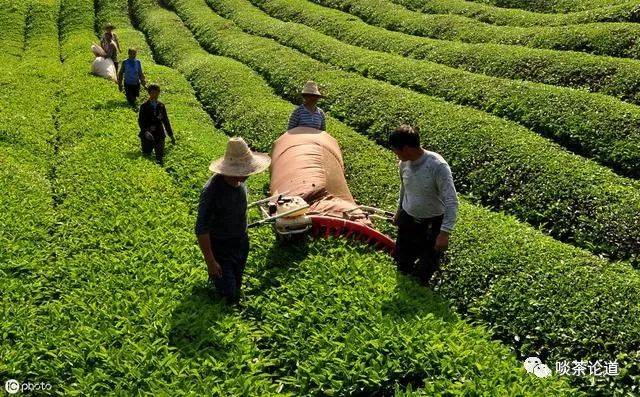 茶叶种植土壤条件_茶叶种植_茶叶种植条件/