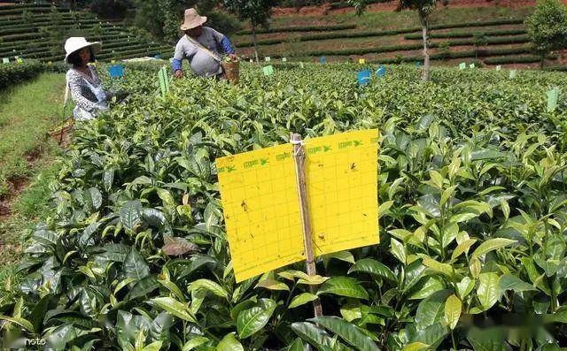 茶叶种植_茶叶种植条件_茶叶种植土壤条件