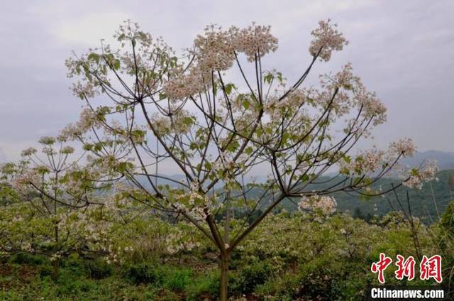 团队经过长期科研攻关,终于成功破译油桐基因组,为油桐种质资源保护