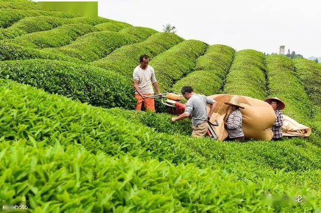 茶叶种植_茶叶种植土壤条件_茶叶种植条件