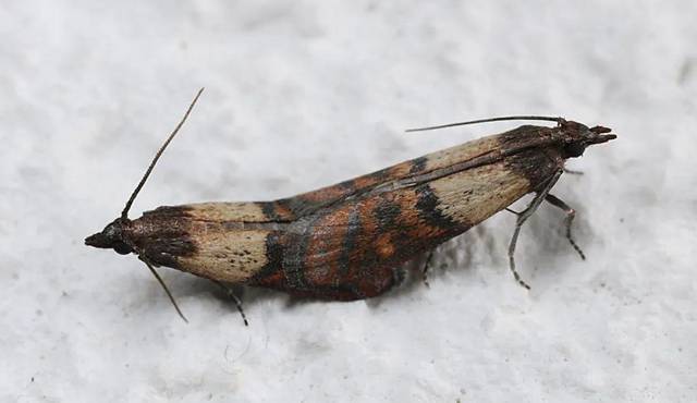 这里的螟蛾科取的是狭义,草螟[亚]科那些颜值颇高的种类多数以新鲜