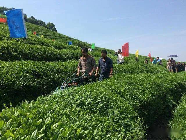 茶叶种植条件_茶叶种植土壤条件_茶叶种植