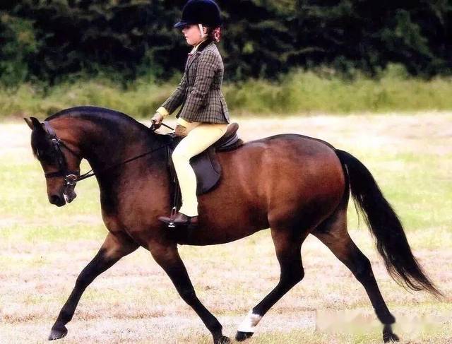 皇室贵族为什么如此痴迷马术