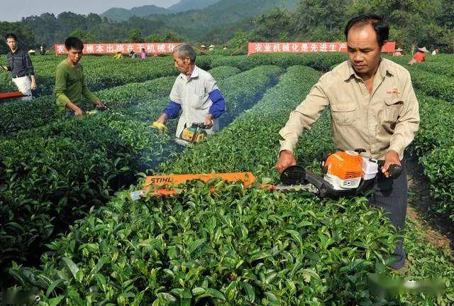 茶叶种植_茶叶种植条件_茶叶种植土壤条件