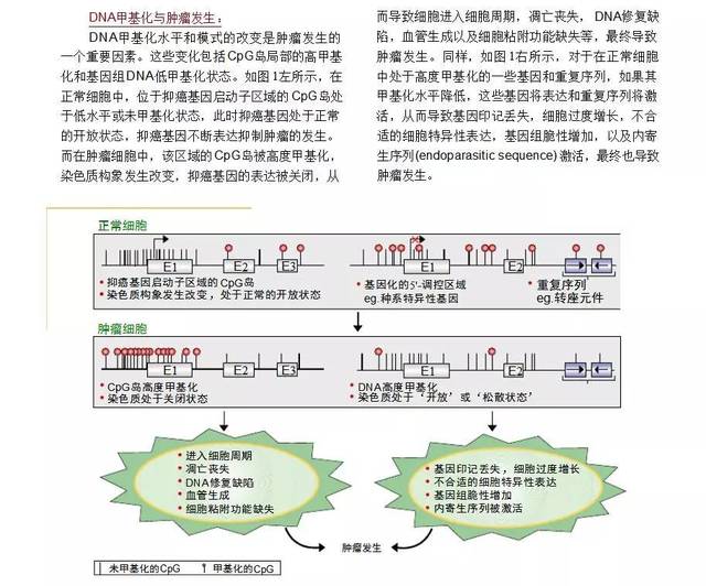 来说说关于DNA甲基化检测和CpG岛的小