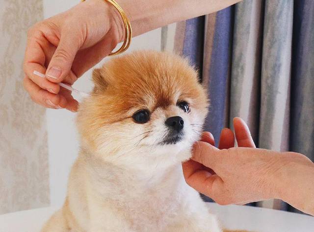 用棉签给狗狗掏耳朵简直大错特错!这才是清洁狗狗耳朵的正确方式!