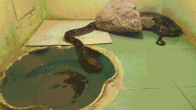 为表演"人蟒共舞",一团伙非法交易蟒蛇,绿鬣蜥等,主犯获刑十年!