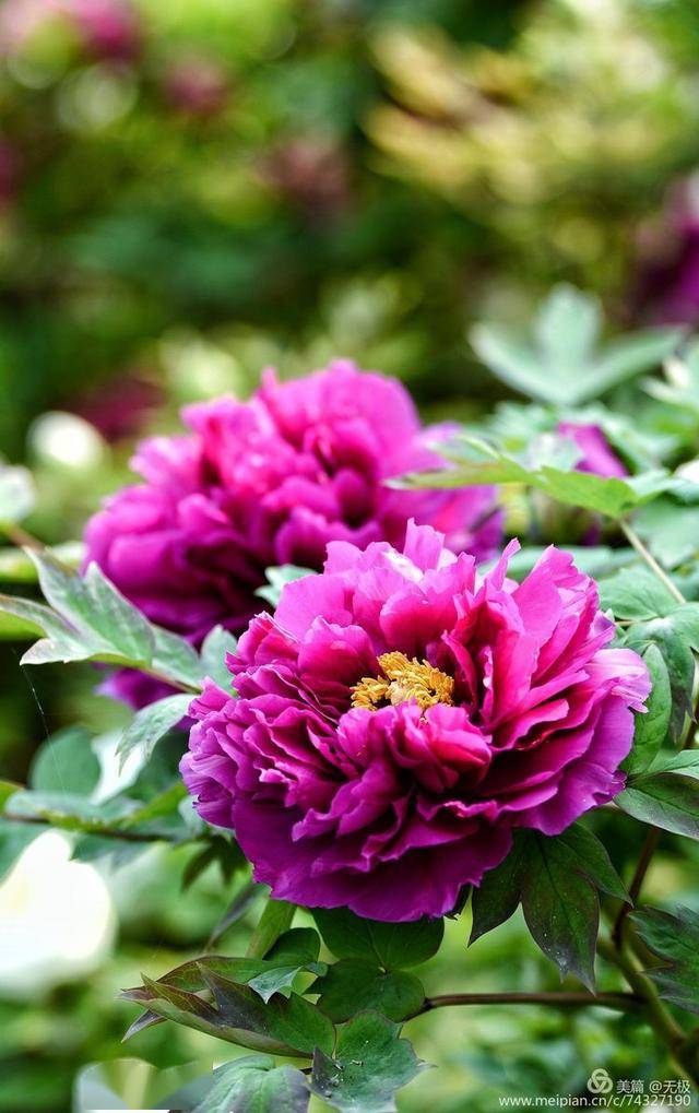 2020年拍摄,花朵最大,最好看的洛阳牡丹