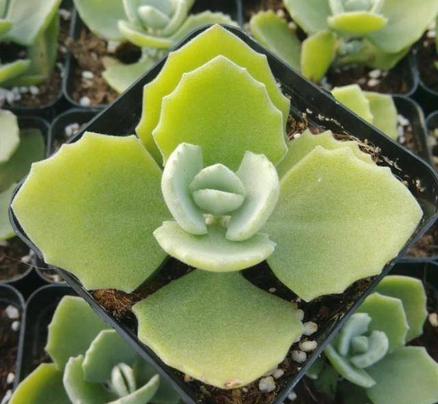 景天科伽蓝菜属多肉植物图片对照大全!