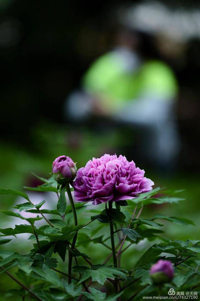 2020年拍攝,花朵最大,最好看的洛陽牡丹