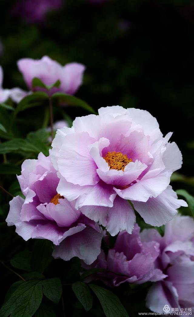 2020年拍摄,花朵最大,最好看的洛阳牡丹