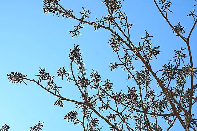 自从学会这招储存楮树花,我家每年摘30斤,一年都能吃到新鲜的花