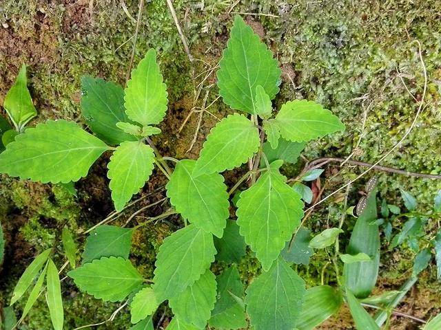农村路边一种野草,人称"黄鳝菜",市场卖28元一斤_手机搜狐网