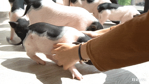 600_338gif 动态图 动图