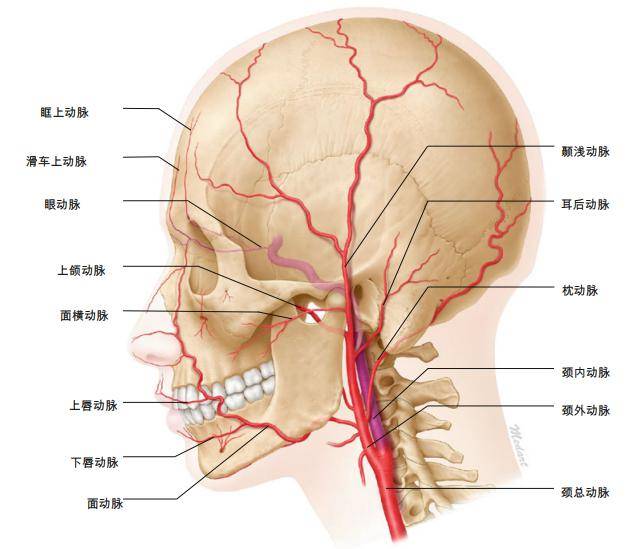 面部血管图分布图高清图片