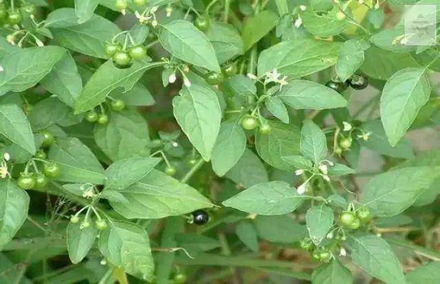 盘点农村的十大野菜.你都知道吗?哪个是你吃过的