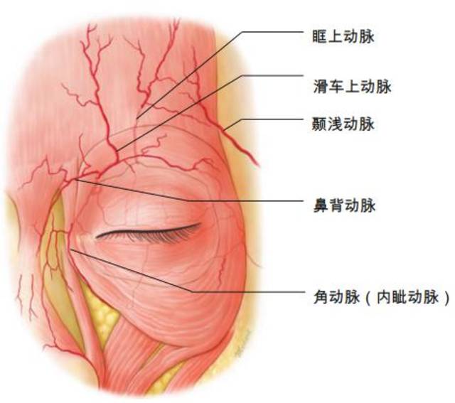 面部血管清晰图神经图片