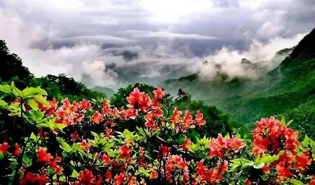 4月18/25日-汝阳西泰山杜鹃花节盛大开幕!惊艳!快看!