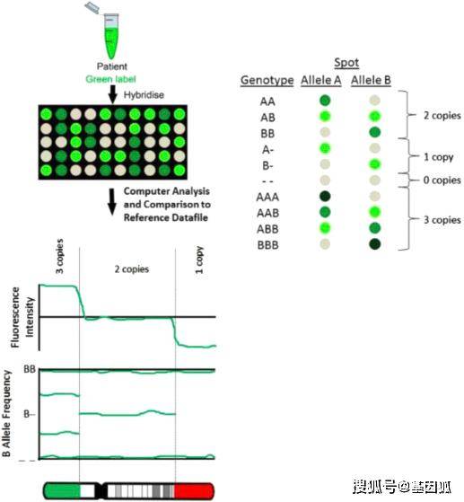 科普| 染色体微阵列分析技术(chromosomal microarray analysis, cma)