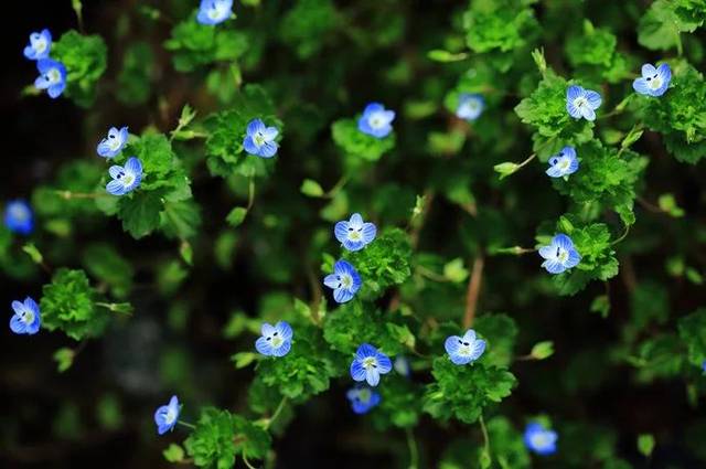 农村随处可见的"小蓝花"野草,许多人不知它名字而忽略了高价值_手机