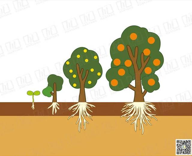 果树何时施肥最佳?这3个根系管理关键期最重要!