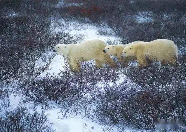 星野道夫:熊走进我的帐篷,我按下最后一次快门