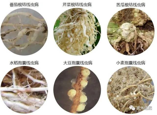 福利4位专家用3招为您解决线虫困扰