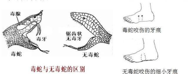 我国最毒的蛇是哪种?它能在世界毒蛇名号里排第几名?
