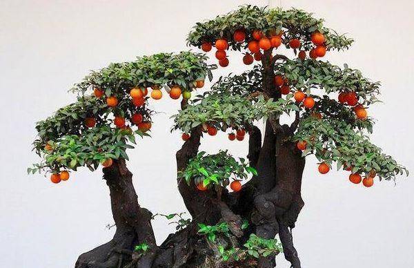 第一种方法:自育苗是通过榨汁使金子弹的果实成熟,然后把种子放入果实