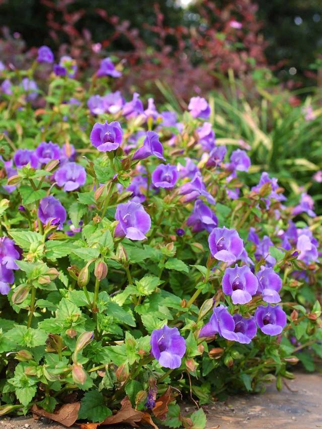 热销推荐丨夏堇超长花期让你轻易拥有可爱夏天