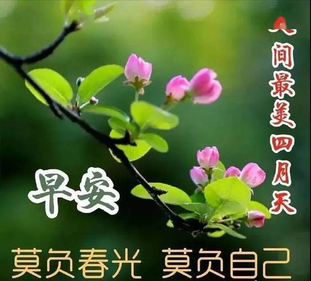 4月15日週三群發早上好問候祝福動態表情圖片 4月最美早晨好問候表情