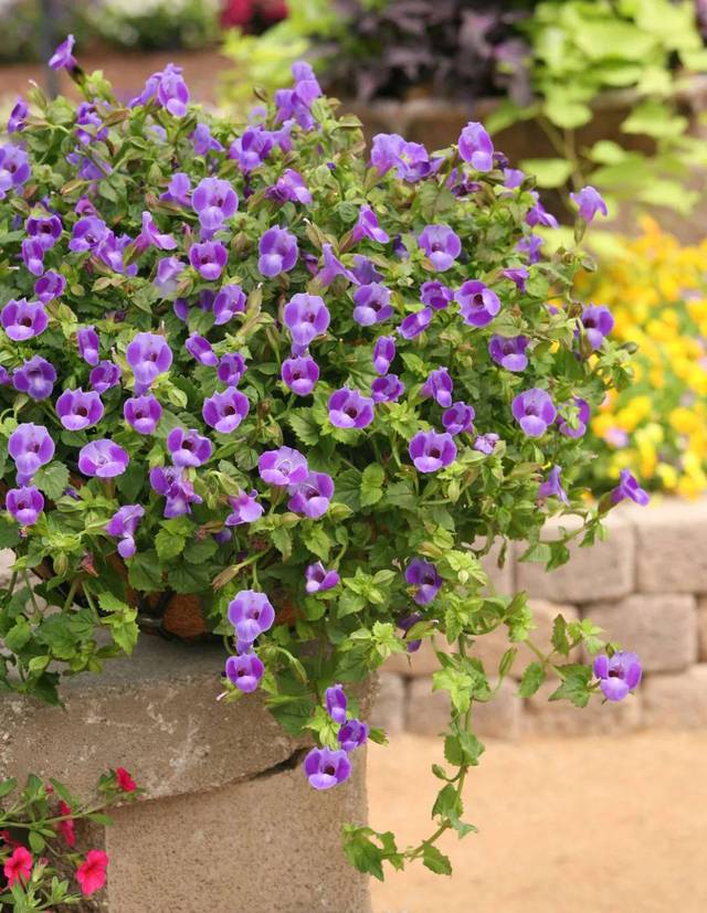 热销推荐丨夏堇超长花期让你轻易拥有可爱夏天