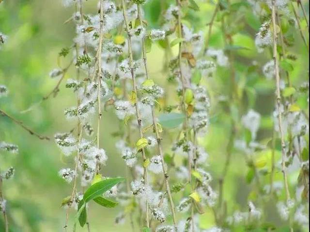 杨柳絮其实就是杨树和柳树的种子,上面有白色绒毛,随风飞散如絮,所以