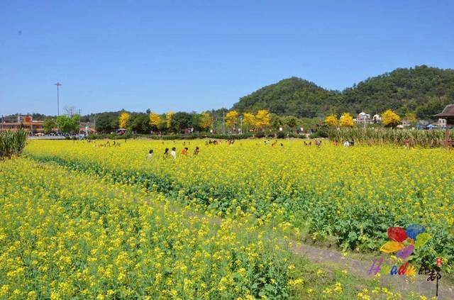 【玩寻味】特约:139元花都森林一天(山水豆腐花)广州最美乡村"花县