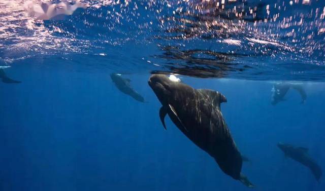 这或许是世界上最唯美的死亡,一鲸落,万物生.