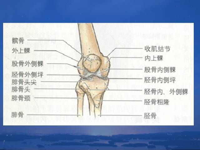 人体膝盖骨骼结构图图片