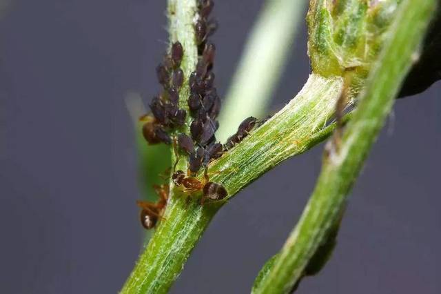 蚜虫打药不管用咋办 教你一招 保准有效 树上蚜虫打药几天有效 东煤网