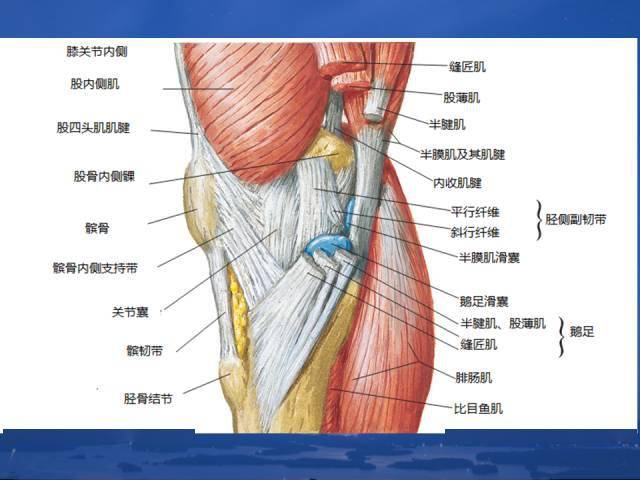 膝盖解剖结构图图片