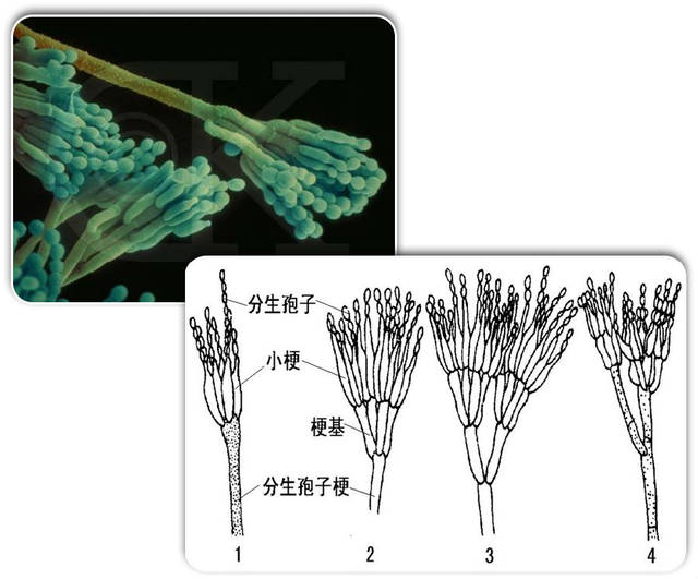 分生孢子梗图片图片