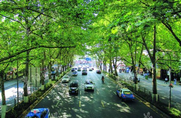 贵阳市中心打造一路一景"城市美学"—宝山路延安路启动景观改造