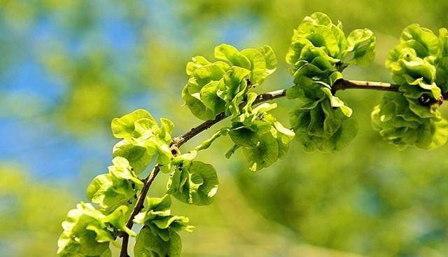 「朝花夕食」天山的榆荚_手机搜狐网