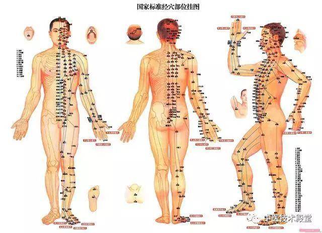 常用针灸穴位定位及主治详解，学中医的基本操作技能_手机搜狐网