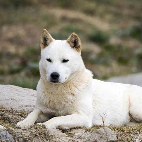 迦南犬