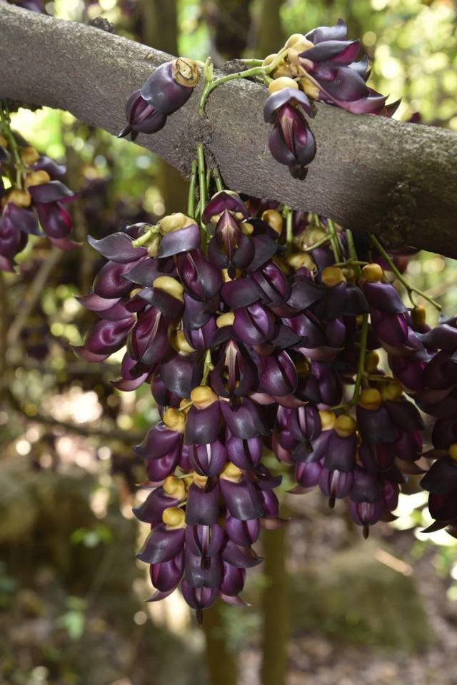 大冶鹿耳山多株古藤开花啦!形状似小鸟,花期仅20天左右