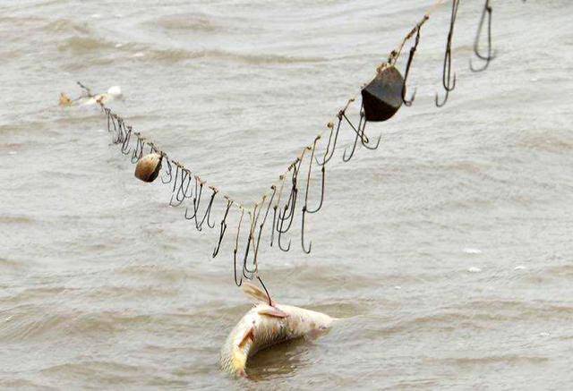 在水中鱼不断翻滚,越挣扎身上粘的钩子就越多,故而叫滚钩.