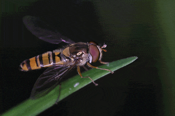 蠵蠖螠蛂虻蚰蜒蛞蝓蜉蝣蟛蜞蝤蛑蛁,你都认识吗?