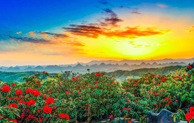 中国最大的杜鹃花海图片