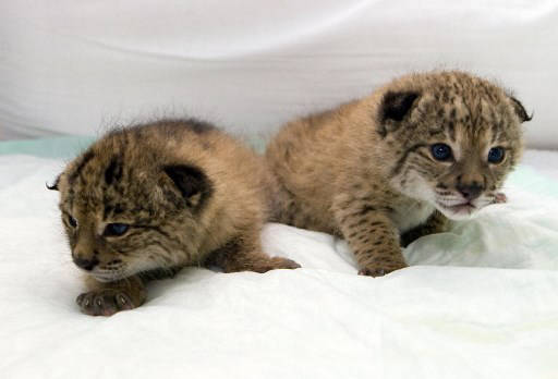 原创18年增长600多只,这种绝处逢生的猫科动物为何还可能野外灭绝?