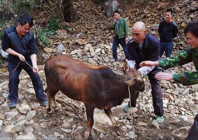 想想都疼的捶牛蛋你听过吗见过吗