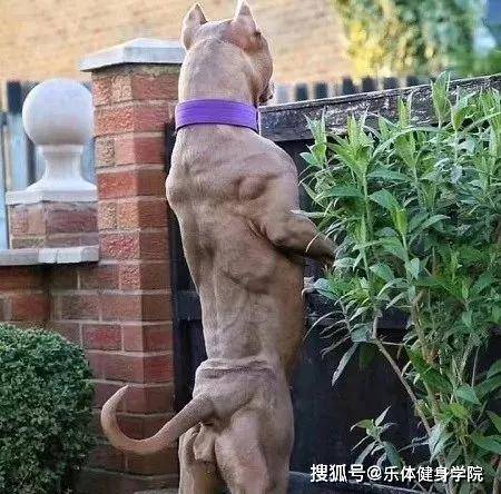 你的腰能叫公狗腰嘛